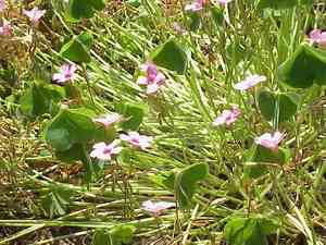 Pink-sorrel(Oxalis articulata)