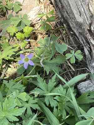 Blue woodsorrel(Oxalis caerulea)