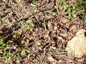 Blue woodsorrel(Oxalis caerulea)