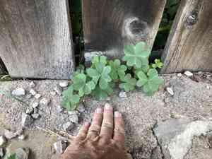 Blue woodsorrel(Oxalis caerulea)