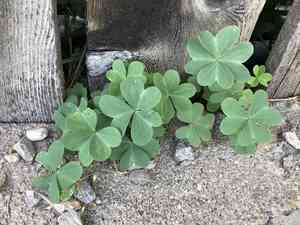 Blue woodsorrel(Oxalis caerulea)