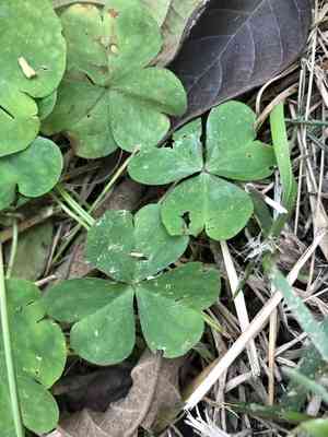 Pink woodsorrel(Oxalis debilis)