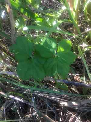 Pink woodsorrel(Oxalis debilis)
