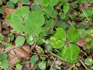 Pink woodsorrel(Oxalis debilis)