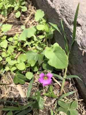 Pink woodsorrel(Oxalis debilis)