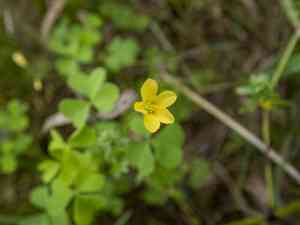 Slender yellow woodsorrel(Oxalis dillenii)
