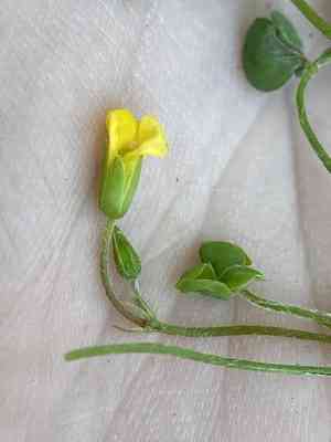 Slender yellow woodsorrel(Oxalis dillenii)