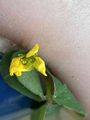 Slender yellow woodsorrel(Oxalis dillenii)
