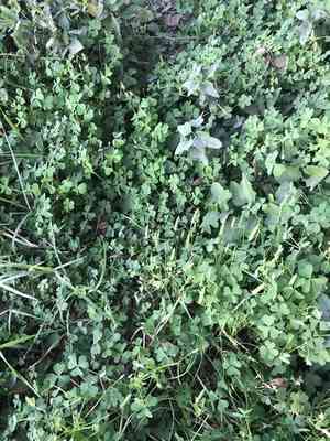 Slender yellow woodsorrel(Oxalis dillenii)