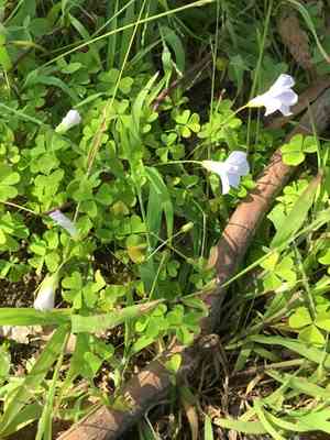 Pale pink-sorrel(Oxalis incarnata)