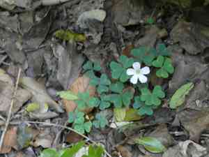 Pale pink-sorrel(Oxalis incarnata)