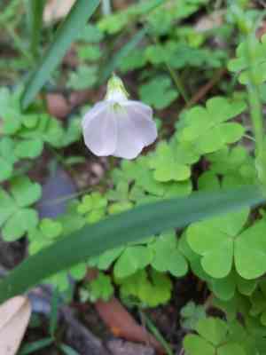 Pale pink-sorrel(Oxalis incarnata)