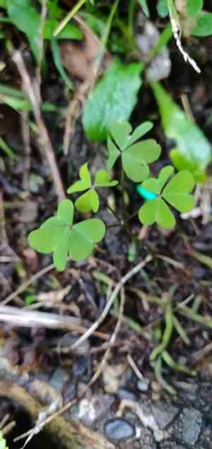 Pale pink-sorrel(Oxalis incarnata)