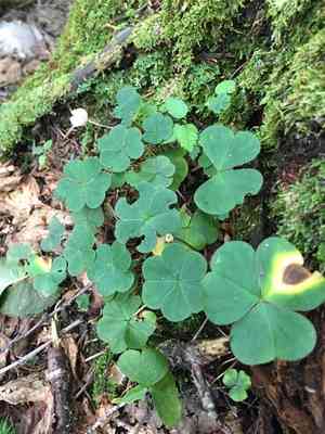 Mountain wood-sorrel(Oxalis montana)