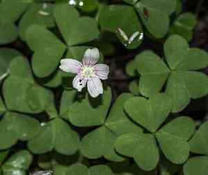 Mountain wood-sorrel(Oxalis montana)