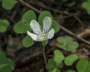 Mountain wood-sorrel(Oxalis montana)