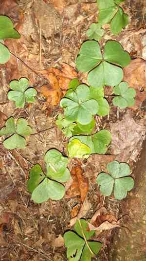 Mountain wood-sorrel(Oxalis montana)