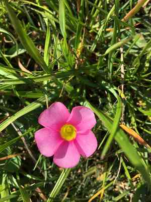 Purple woodsorrel(Oxalis purpurea)