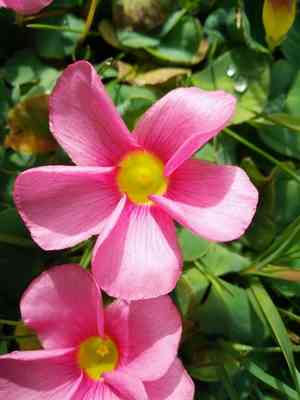 Purple woodsorrel(Oxalis purpurea)