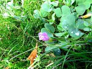 Purple woodsorrel(Oxalis purpurea)