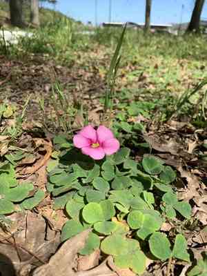 Purple woodsorrel(Oxalis purpurea)
