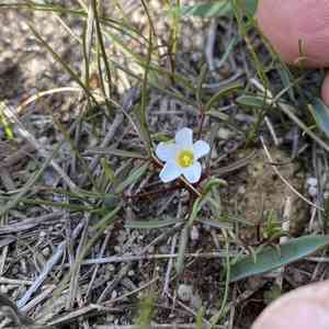 Creeping yellow oxalis(Oxalis pusilla)