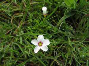 Creeping yellow oxalis(Oxalis pusilla)