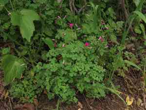 Annual pink sorrel(Oxalis rosea)