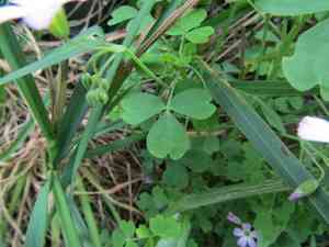 Annual pink sorrel(Oxalis rosea)