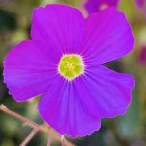 Annual pink sorrel(Oxalis rosea)