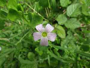 Annual pink sorrel(Oxalis rosea)