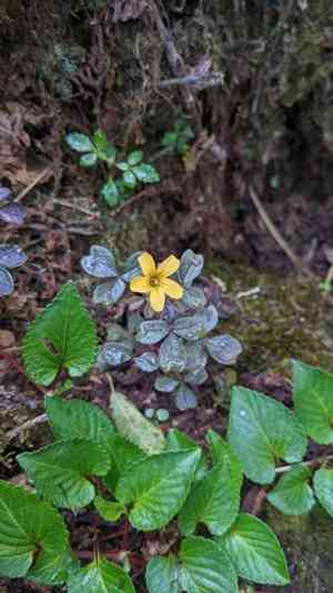 Volcanic sorrel(Oxalis spiralis)