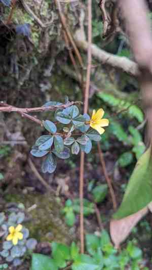 Volcanic sorrel(Oxalis spiralis)