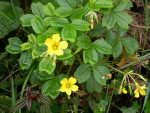 Volcanic sorrel(Oxalis spiralis)