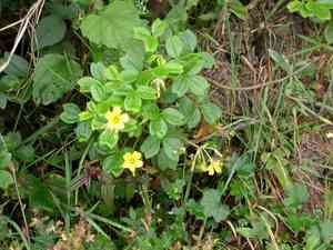 Volcanic sorrel(Oxalis spiralis)