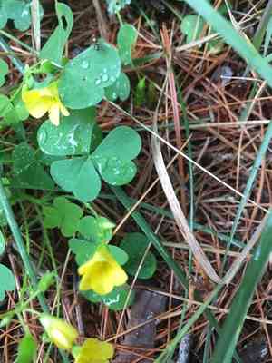 yellow woodsorrel(Oxalis stricta)