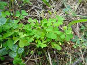 yellow woodsorrel(Oxalis stricta)
