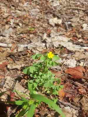 yellow woodsorrel(Oxalis stricta)