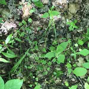 Violet woodsorrel(Oxalis violacea)