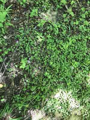 Violet woodsorrel(Oxalis violacea)