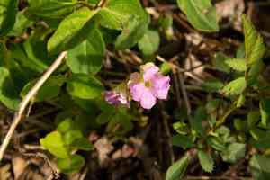 Violet woodsorrel(Oxalis violacea)
