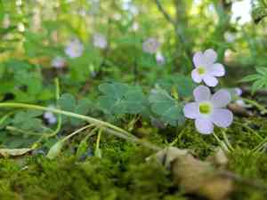 Violet woodsorrel(Oxalis violacea)