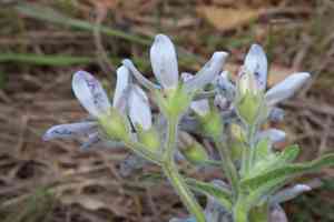 Blue tweedia(Oxypetalum coeruleum)