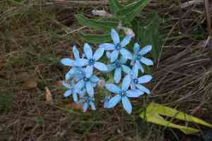 Blue tweedia(Oxypetalum coeruleum)