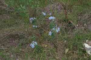 Blue tweedia(Oxypetalum coeruleum)