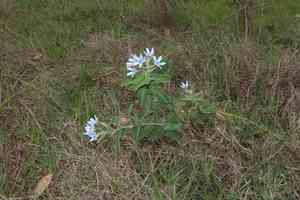 Blue tweedia(Oxypetalum coeruleum)