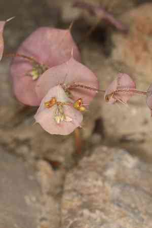 Roundleaf oxytheca(Oxytheca perfoliata)
