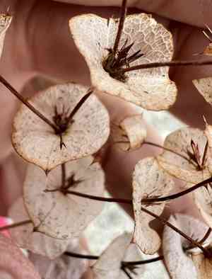 Roundleaf oxytheca(Oxytheca perfoliata)