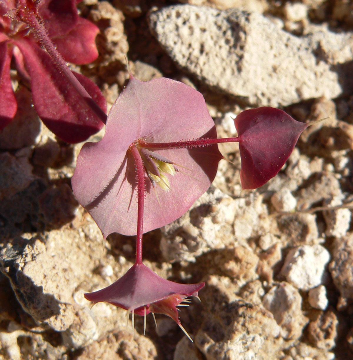 How to Prune Roundleaf oxytheca: Complete Pruning Guide | ForwardPlant