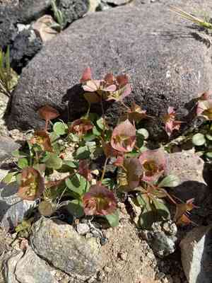 Roundleaf oxytheca(Oxytheca perfoliata)
